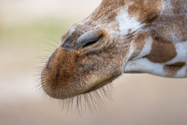 Netzgiraffe, Zürcher Zoo, momente-der-schoepfung.ch