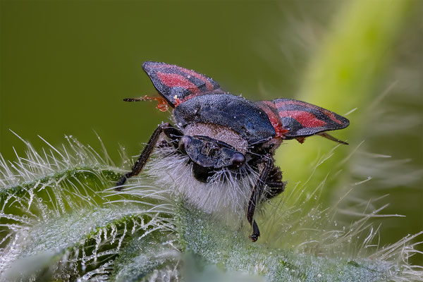 Blutzikade mit parasitischen Pilz befallen, ABM2,5:1, momente-der-schoepfung.ch