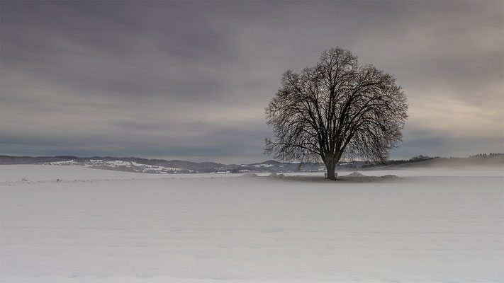 Baum Fehraltdorf, momente-der-schoepfung.ch