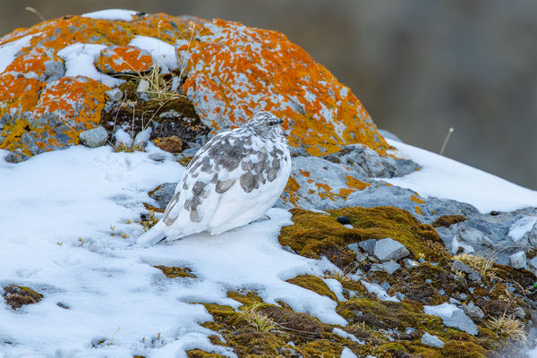 Alpenscheehuhn, momente-der-schoepfung.ch