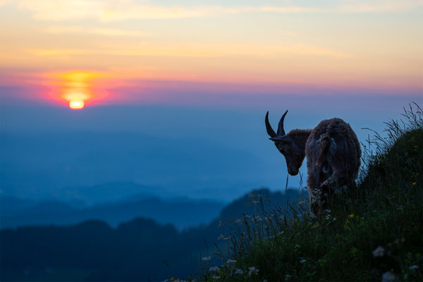 Alpensteinbock, momente-der-schoepfung.ch