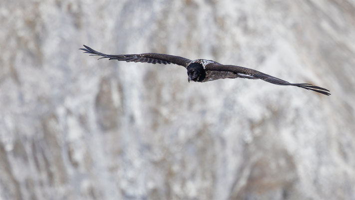 Bartgeier, momente-der-schoepfung.ch