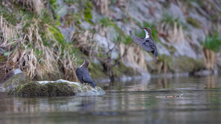 Wasseramsel, momente-der-schopfung.ch