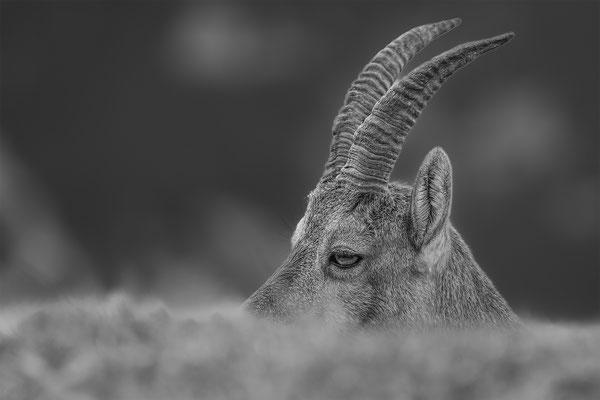 Alpensteinbock, momente-der-schoepfung.ch