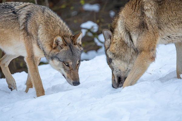 Wolf, momente-der-schoepfung.ch