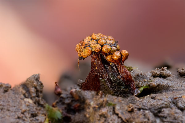 Myxomyceten Schleimpilz, Trichia verrucasa, ABM2:1, momente-der-schoepfung.ch