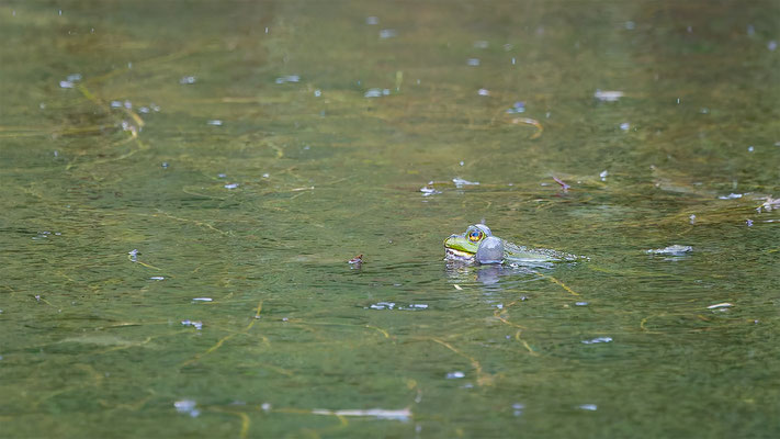Teichfrosch, momente-der-schoepfung.ch
