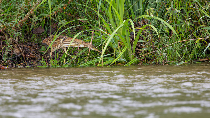 Zwergdommel, momente-der-schoepfung.ch