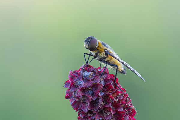 Fliege,Hottentotten Fliege, ABM 1:1, momente-der-schoepfung.ch