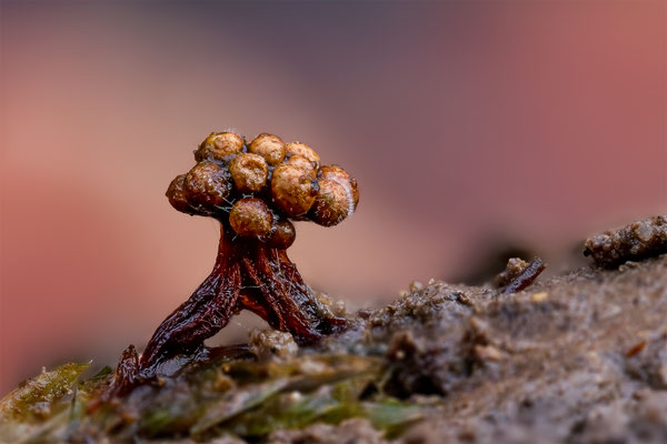 Myxomyceten Schleimpilz,Tricia verrucosa, ABM3:1, momente-der-schoepfung.ch