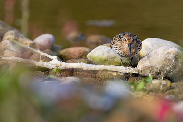 Alpenstrandläufer, momente-der-schoepfung.ch