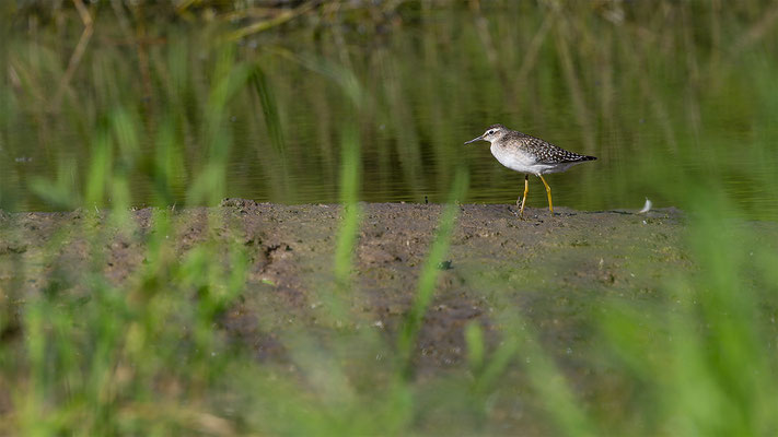 Bruchwasserläufer, momente-der-schoepfung.ch