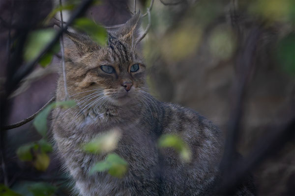 Wildkatze, momente-der-schoepfung.ch