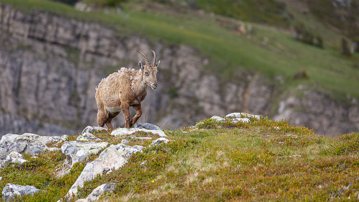 Alpensteinbock, momente-der-schoepfung.ch