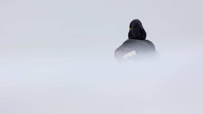 Reiherente, momente-der-schoepfung.ch