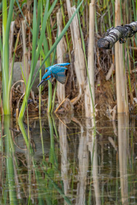 Eisvogel, momente-der-schoepfung.ch