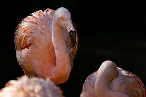 Flamingo, Zürcher Zoo, momente-der-schoepfung.ch