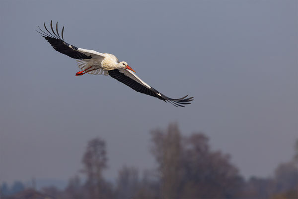 Storch, momente-der-schoepfung.ch