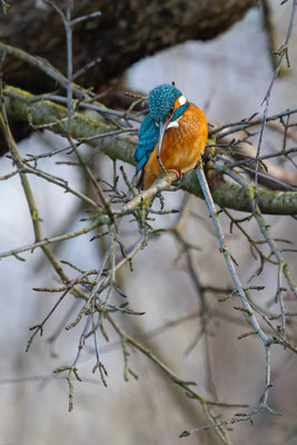 Eisvogel, momente-der-schoepfung.ch