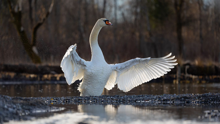 Höckerschwan, momente-der-schoepfung.ch