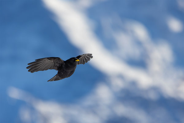 Alpendohle, momente-der-schoepfung.ch