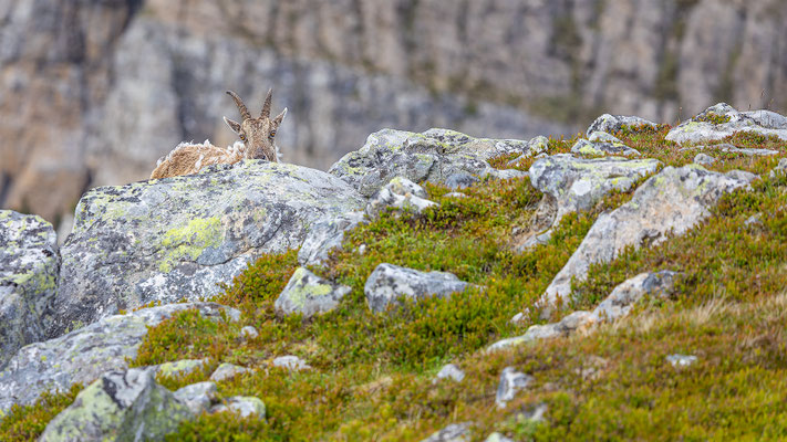 Alpensteinbock, momente-der-schoepfung.ch
