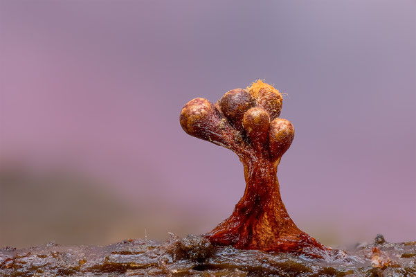 Myxomyceten Schleimpilz, Tricia verrucosa, ABM4.5:1, momente-der-schoepfung.ch