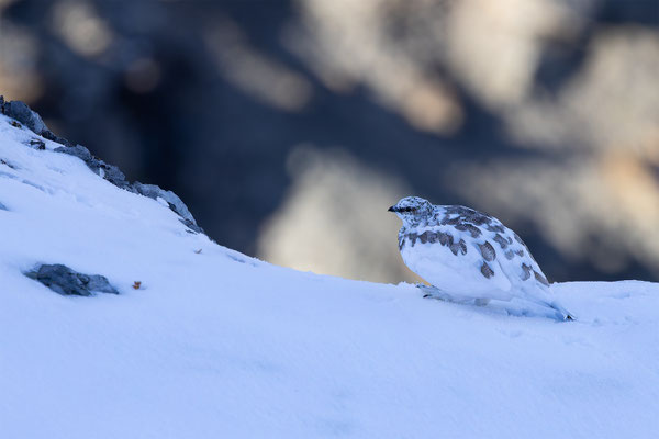 Alpenscheehuhn, momente-der-schoepfung.ch