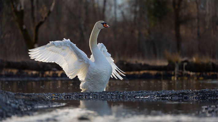 Höckerschwan, momente-der-schoepfung.ch