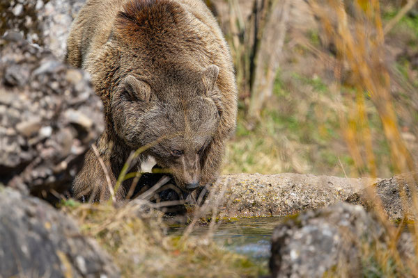 Syrischer Braunbär Tierpakt Arth Goldau, momente-der-schoepfung.ch