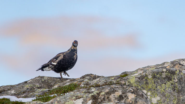 Birkhahn, momente-der-schoepfung.ch