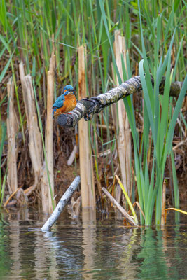 Eisvogel, momente-der-schoepfung.ch