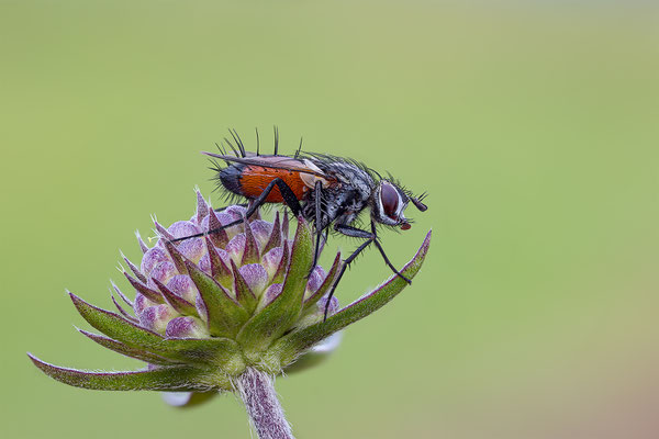 Rot gefleckte Raupenfliege, ABM 1:1. momente-der-schoepfung.ch