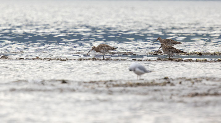 Brachvögel, momente-der-schoepfung.ch