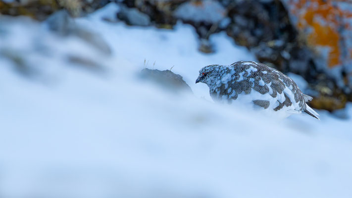 Alpenscheehuhn, momente-der-schoepfung.ch