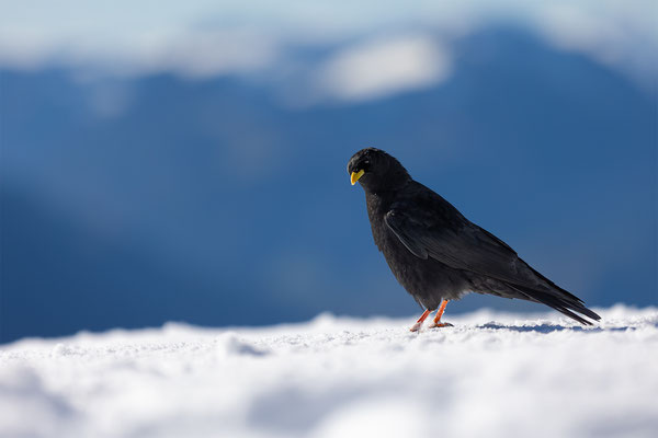 Alpendohle, momente-der-schoepfung.ch