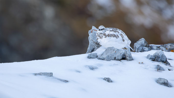Alpenscheehuhn, momente-der-schoepfung.ch