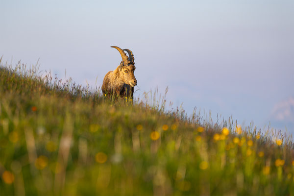 Alpensteinbock, momente-der-schoepfung.ch