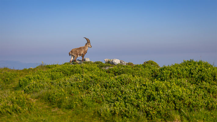 Alpensteinbock, momente-der-schoepfung.ch