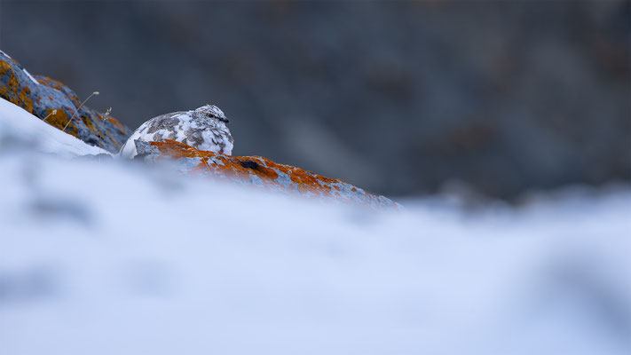 Alpenscheehuhn, momente-der-schoepfung.ch