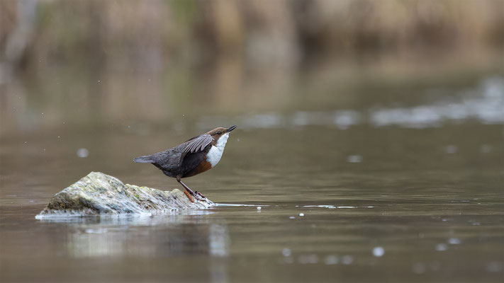 Wasseramsel, momente-der-schopfung.ch