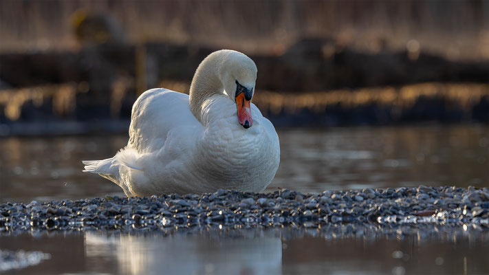 Höckerschwan, momente-der-schoepfung.ch