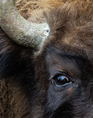 Wiesent Tierpakt Arth Goldau, momente-der-schoepfung.ch