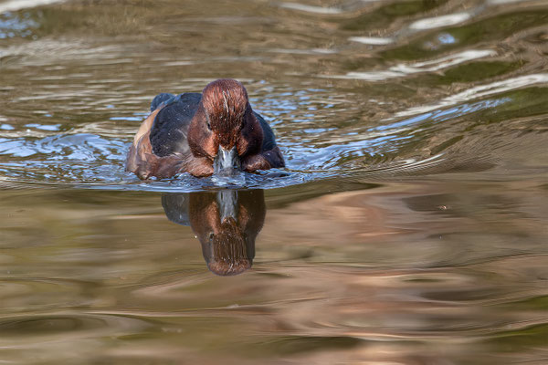 Moorente, Tierpakt Arth Goldau, momente-der-schoepfung.ch
