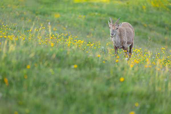 Alpensteinbock, momente-der-schoepfung.ch