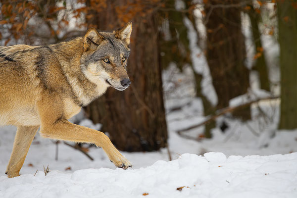 Wolf, momente-der-schoepfung.ch