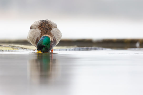 Stockente, momente-der-schoepfung.ch