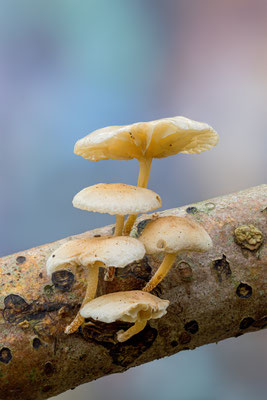 Pilz mir unbekannt, ABM1:1, momente-der-schoepfung.ch