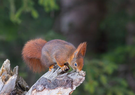 Eichhörnchen, momente-der-schoepfung.ch