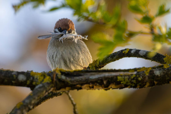 Feldspatz, momente-der-schoepfung.ch
